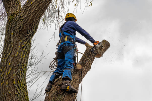 Professional Tree Care Services in Mount Olive, IL