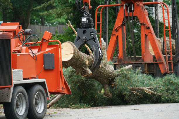 Best Stump Grinding and Removal  in Mount Olive, IL